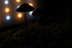 two filigree small mushrooms on moss with light spot in forest. Forest floor photo