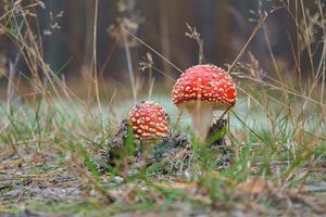 Toadstool at the bottom of a coniferous forest in the woods. Poisonous mushroom photo