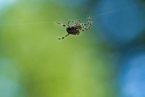 araña cruzada arrastrándose sobre un hilo de araña. un útil cazador entre insectos.borroso foto