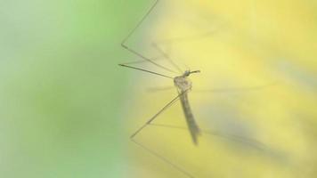 stuck mosquit in cobweb, macro video