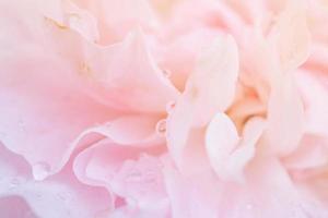 Beautiful pink roses flower close up abstract background photo