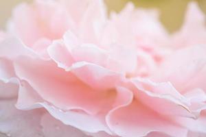 hermosa flor de rosas rosadas en el jardín foto