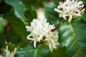 Flores de café con leche en plantación de árboles de hojas verdes de cerca foto