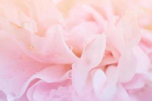 Beautiful pink roses flower close up abstract background photo