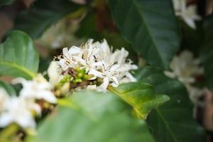 Flores de café con leche en plantación de árboles de hojas verdes de cerca foto