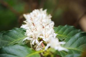 Flores de café con leche en plantación de árboles de hojas verdes de cerca foto