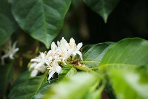 Flores de café con leche en plantación de árboles de hojas verdes de cerca foto