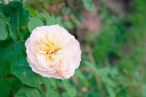 Beautiful roses flower in the garden photo