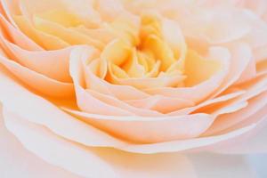 Beautiful rose flower close up abstract background photo