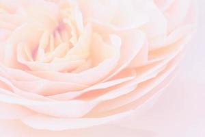 Beautiful rose flower close up abstract background photo