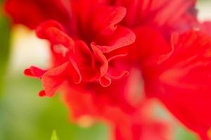 Red hibiscus flower in the garden photo