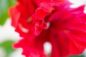 Red hibiscus flower in the garden photo