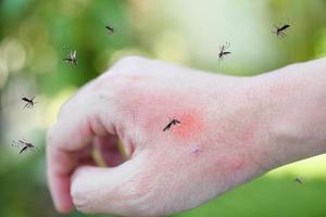 los mosquitos pican en adultos hechos a mano erupción cutánea y alergia con mancha roja foto