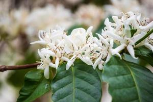 White coffee flowers in green leaves tree plantation close up photo