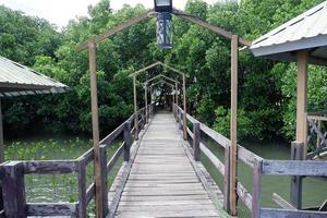 Beautiful bridge in mangroves area for recreation photo