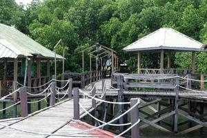 The beautiful scenery of the mangrove forest tour in Sulawesi photo