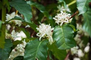 Flores de café con leche en plantación de árboles de hojas verdes de cerca foto