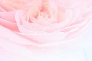 Beautiful rose flower close up abstract background photo