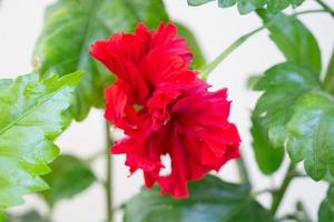 Red hibiscus flower in the garden photo