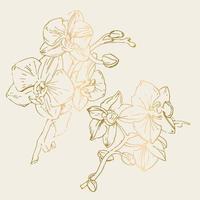 Vector flower of orchid. Ink illustration isolated.