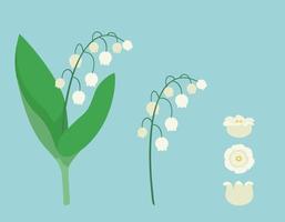 elementos de diseño de lirio de los valles. flores silvestres en estilo de dibujos animados. vector