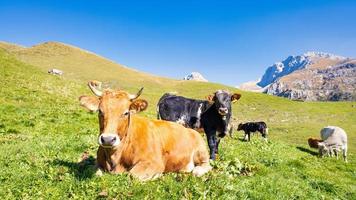 encuentro con algunas vacas en los prados de pasto foto