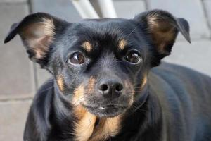 A small black dog looks at the camera photo