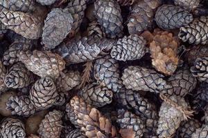 background of pine and fir cones photo