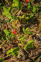 Wild strawberry in forest photo