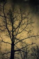 Grunge Tree Branches over Sky photo