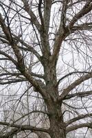 Leafless Tree Branches photo