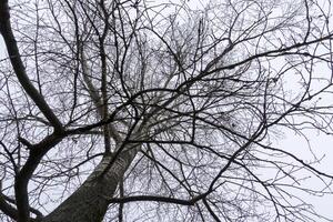 Leafless Tree Branches photo