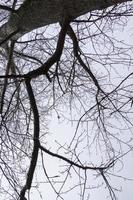 Leafless Tree Branches photo