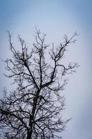 Leafless branches of park winter trees photo