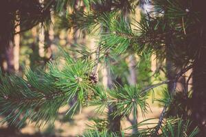 Pine Trees in the Morning Filtered photo