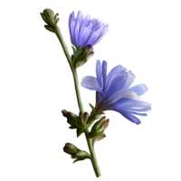 chicory plant branch, medical herb illustration png