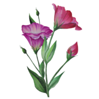 buquê de flores eustoma, ilustração em aquarela lisianthus png