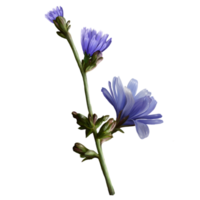 floraison de fleurs avec de l'herbe de chicorée, illustration d'herbes médicales png