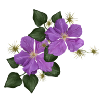 clematis flowers on liana illustration png