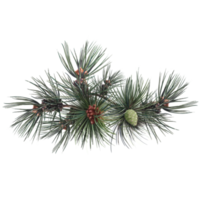 pino con conos, ilustración botánica de abeto perenne png