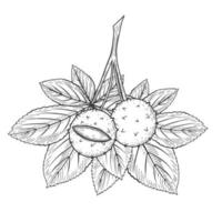 Horse chestnut branch,  fruit and leaf. Vector illustration. Childrens coloring book. Monochrome, black and white graphic. Isolated on white.
