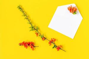 Creative flat lay of blankenvelopes frame mock up and quince tree flowers petals on yellow background with copy space in minimal style, template for lettering, text or your design photo