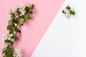 Tender spring apple flowers arrangement composition background. Blooming branches of apple tree on pink background with copy space photo