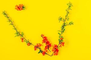 Abstract spring background. Branch of blooming japanese quince on a yellow background. Chaenomeles japonica. Flat lay, top view. Spring flowers composition photo