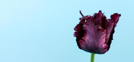 Dark purple blooming tulip on light blue background with copy space. Banner. Greeting card for holidays photo