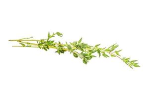 Thyme on white background photo