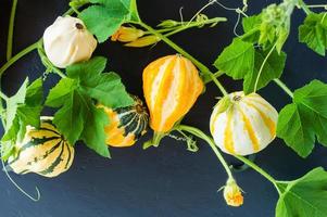 various autumn pumpkins on a black background. autumn still life. photo