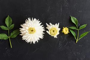 top view. flat laying. head and buds of white dahlia on a black background with green leaves. photo