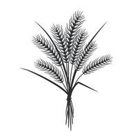 Wheat ears sketch. Hand drawn agriculture plant. Healthy food, bran for breakfast. Vector illustration