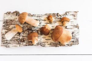 raw white mushrooms on the background of birch bark. autumn botanical composition. photo